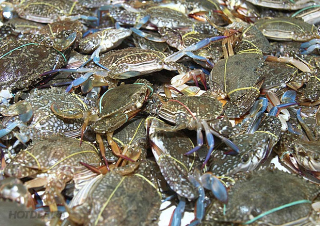 Xuất khẩu cua ghẹ vẫn tăng trưởng nhưng có dấu hiệu chậm lại