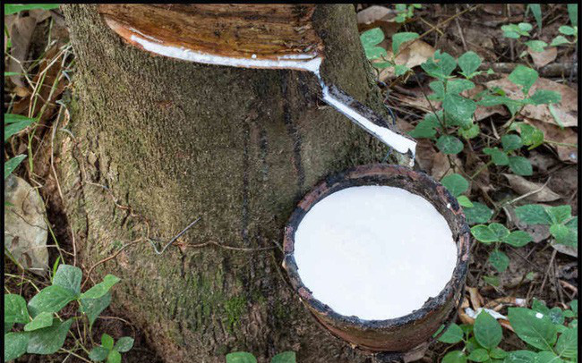 Giá cao su hôm nay 188 