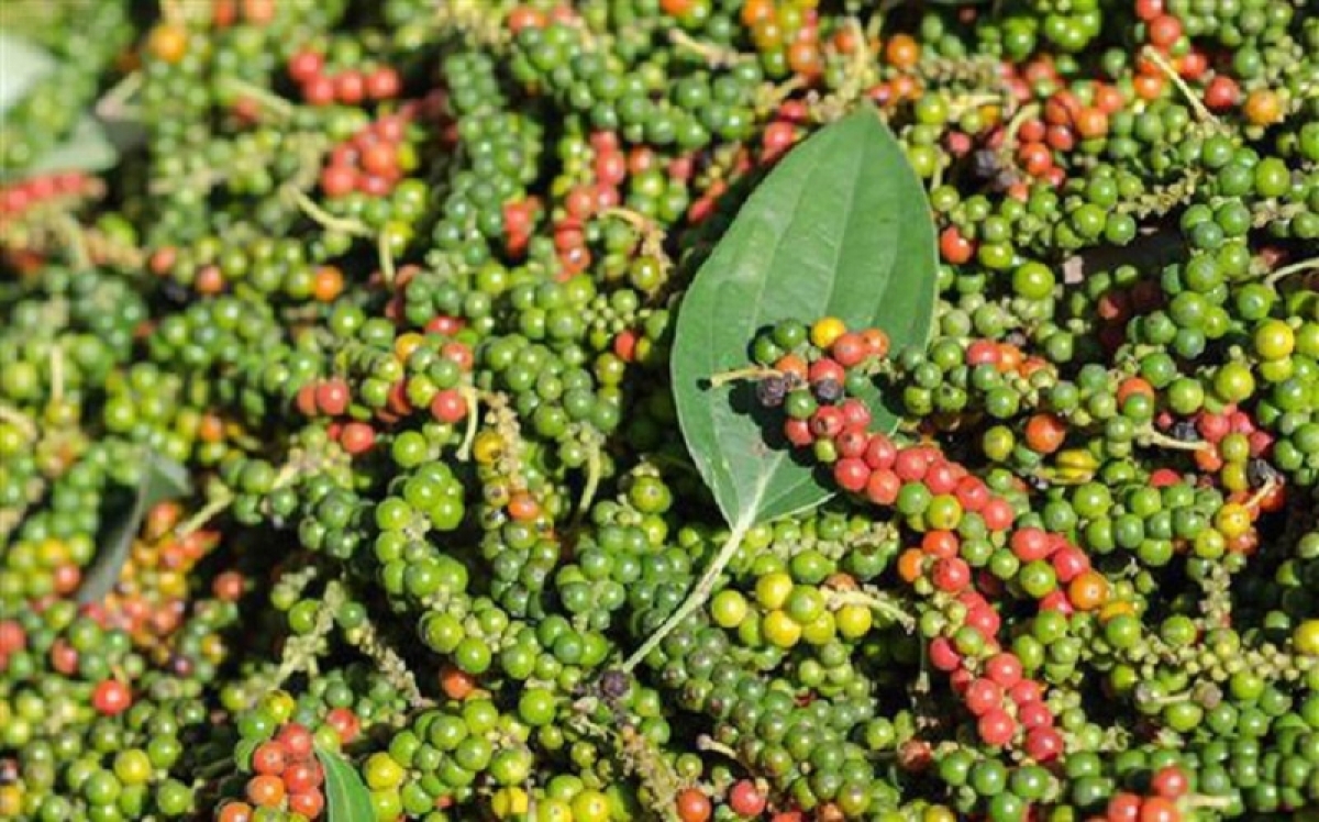 Giá tiêu hôm nay 208 Giảm từ 500 1000 đồngkg