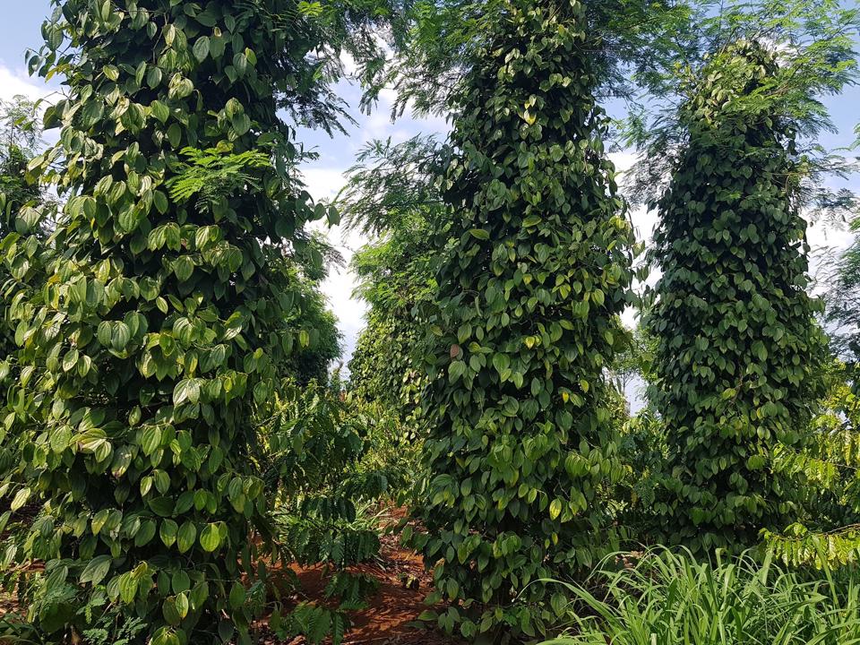 Giá tiêu hôm nay 238 