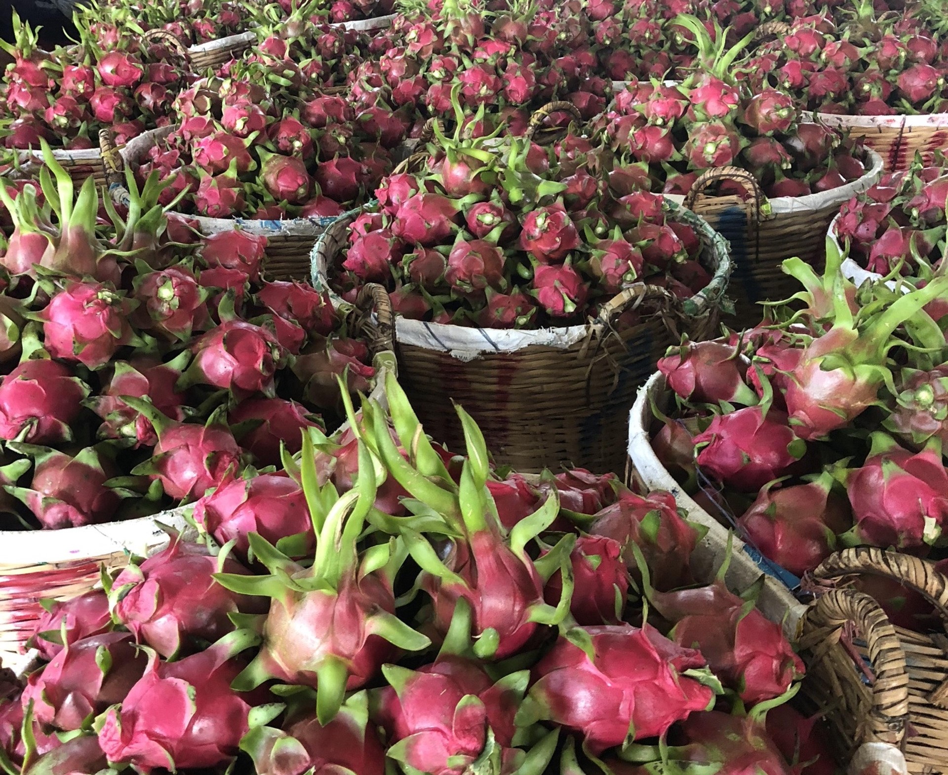 Xuất khẩu rau quả sang thị trường Trung Quốc và Nga giảm sâu