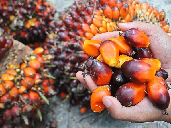 Thị trường hàng hóa 2408 Nhóm nông sản dẫn dắt đà tăng của thị trường