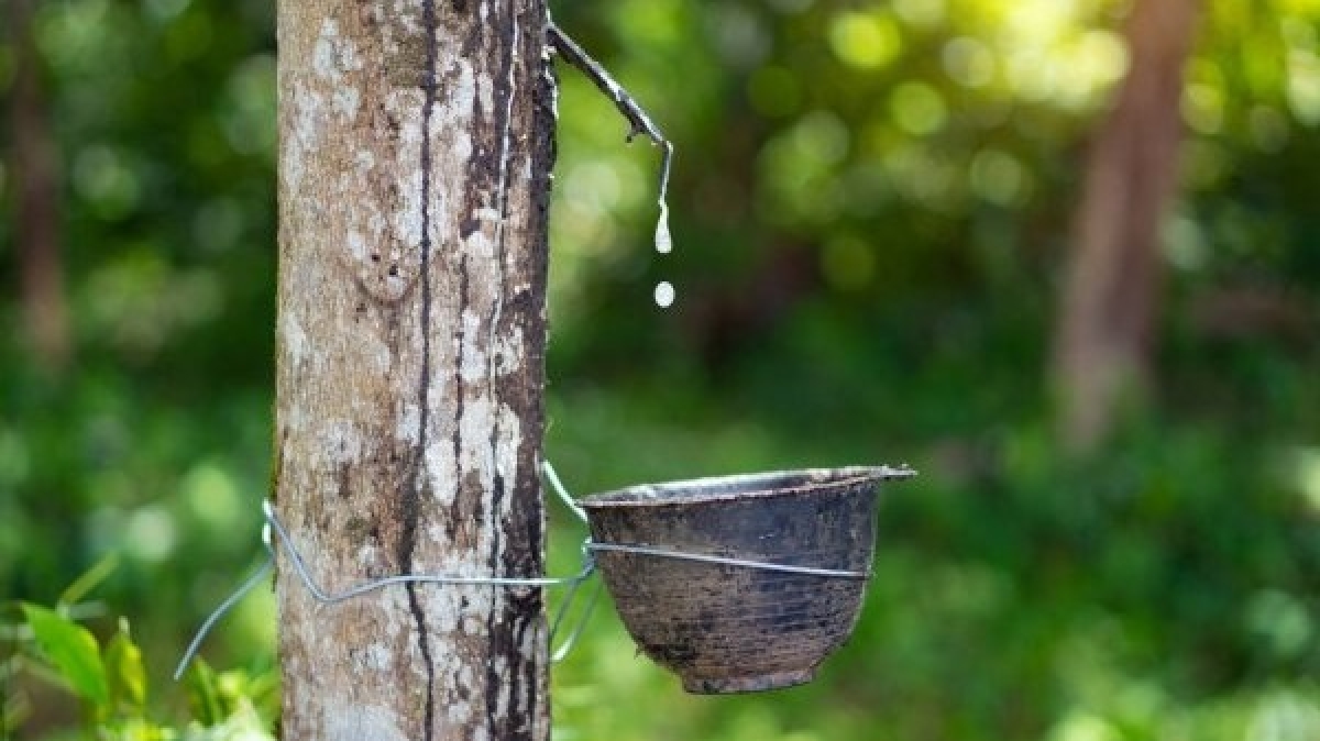 Giá cao su hôm nay 38 Thị trường lao dốc