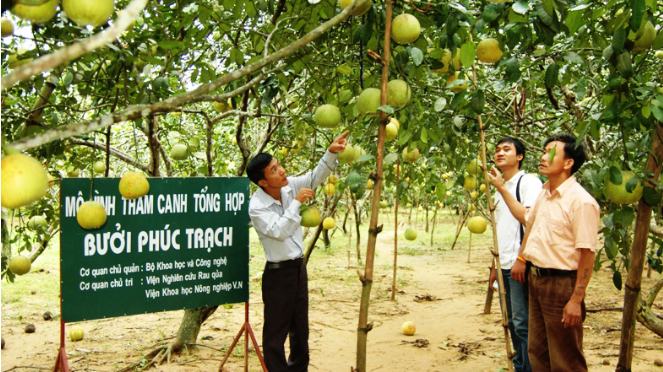 Mở rộng kênh phân phố cho đặc sản Bưởi Phúc Trạch