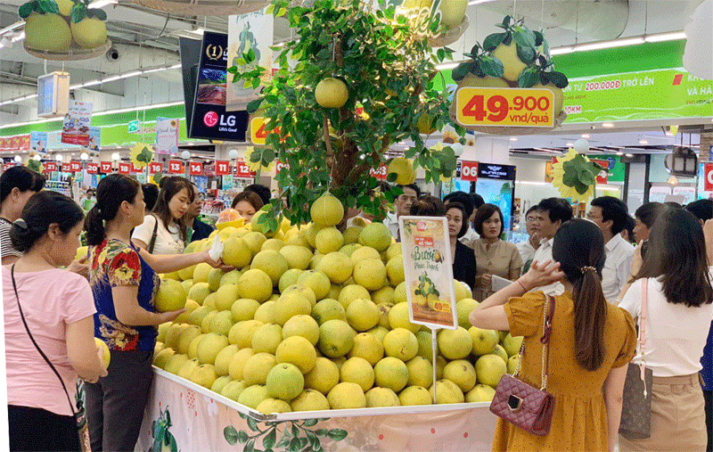 Mở rộng kênh phân phố cho đặc sản Bưởi Phúc Trạch