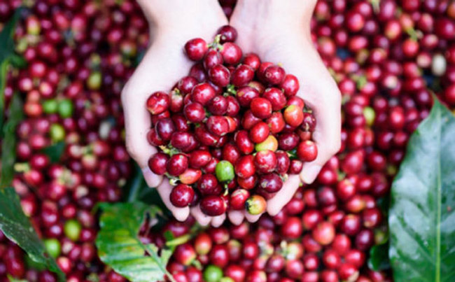 Giá cà phê hôm nay 48 Robusta đi xuống Arabica tăng mạnh mẽ