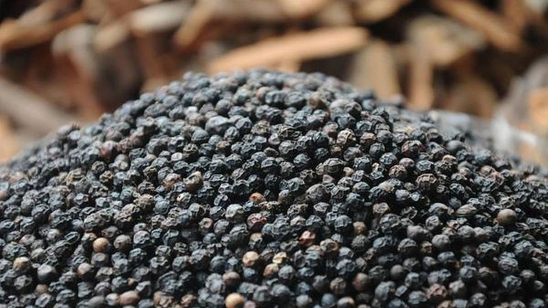 Giá tiêu hôm nay 98 Giao dịch trong khoảng 71000 - 74500 đồngkg