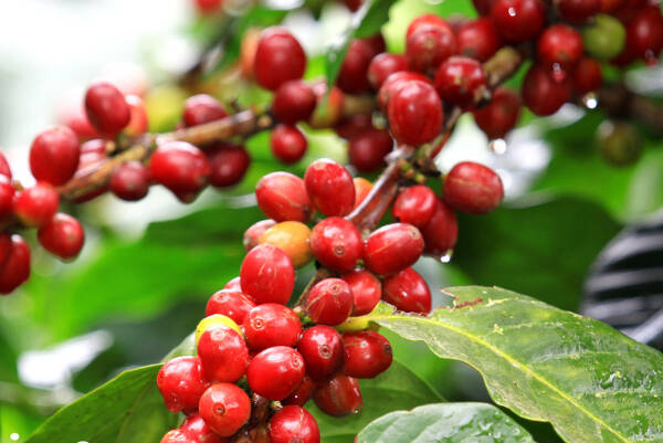 Giá cà phê hôm nay 98 Giá cà phê bật tăng mạnh trên cả hai sàn