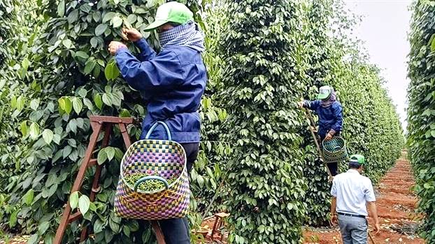 Giá tiêu hôm nay 289 