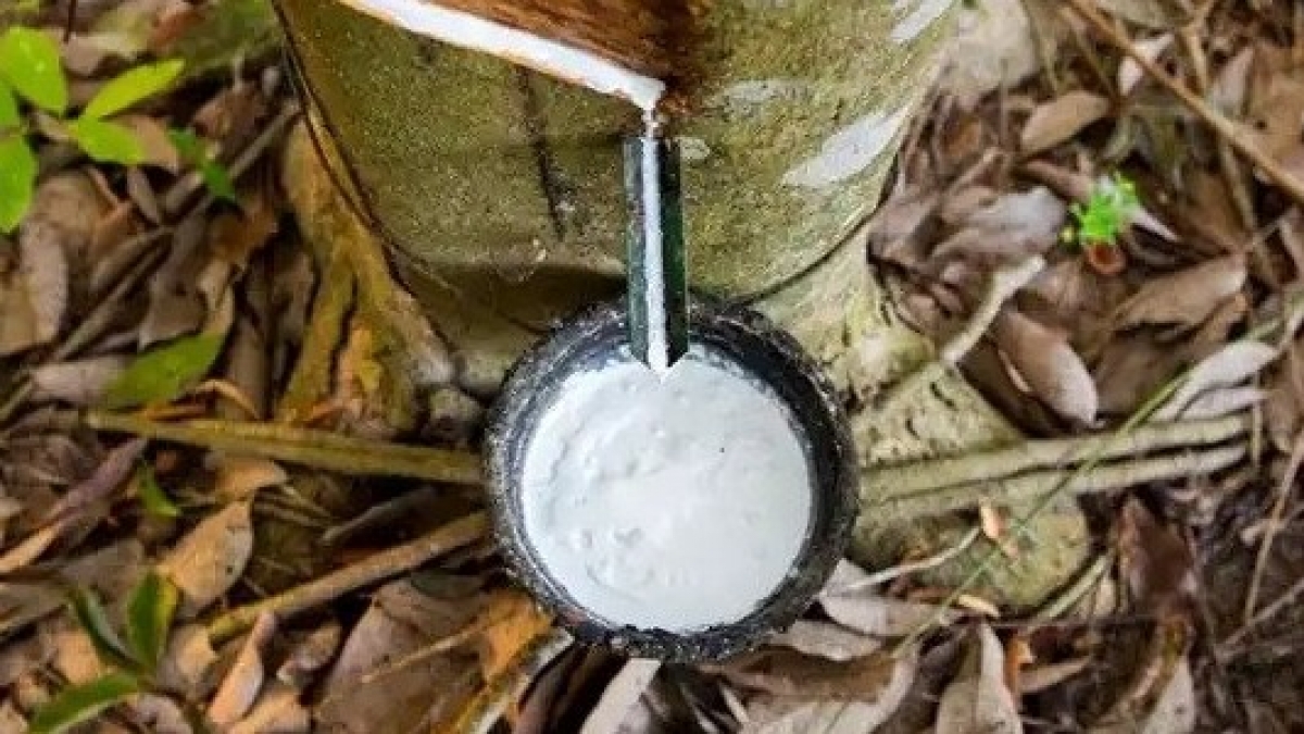 Giá cao su hôm nay 299 Cao su tăng dưới 05