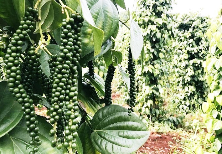 Giá tiêu hôm nay 309 Dao động quanh mốc 63500 - 66000 đồngkg