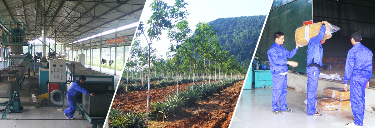 Nông nghiệp Sông Con SCA bị phạt 100 triệu đồng do vi phạm công bố thông tin