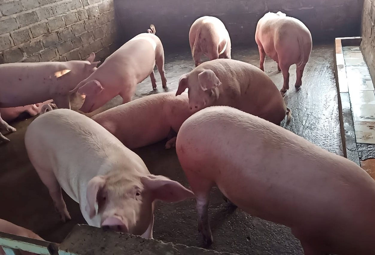 Giá heo hơi hôm nay 79 Biến động trái chiều tại nhiều địa phương
