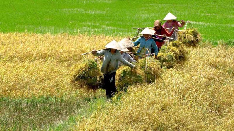 Giá lúa gạo hôm nay 181 Tiếp tục neo ở mức cao song giao dịch ít