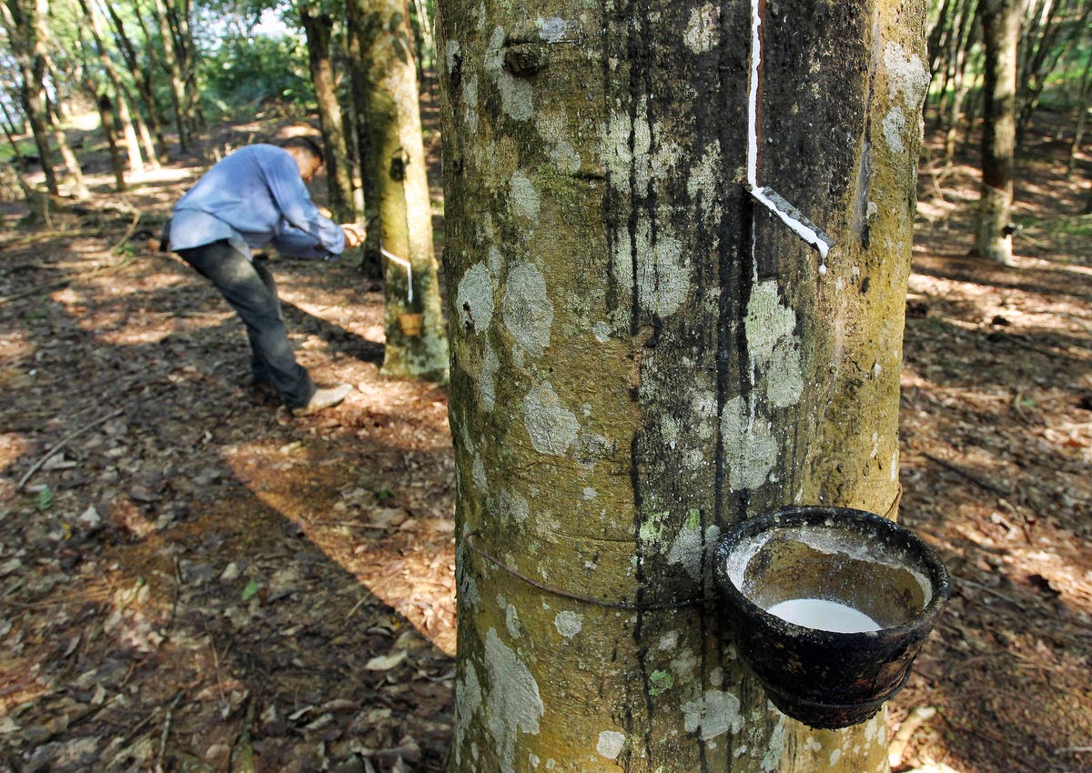 Giá cao su ngày 311 