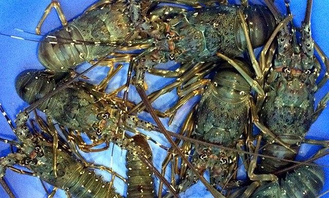 Trung Quốc là thị trường tiêu thụ lớn nhất tôm hùm của Việt Nam