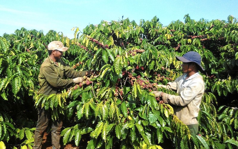 Giá cà phê hôm nay 3110 Cà phê robusta giảm gần 3