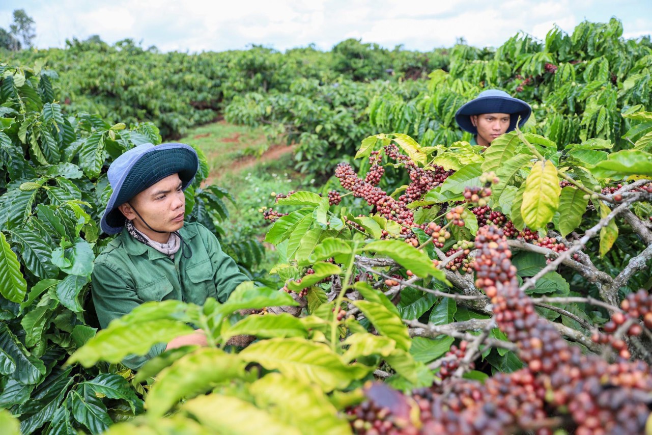 Giá cà phê hôm nay 211 Giá cà phê trong nước tăng nhẹ
