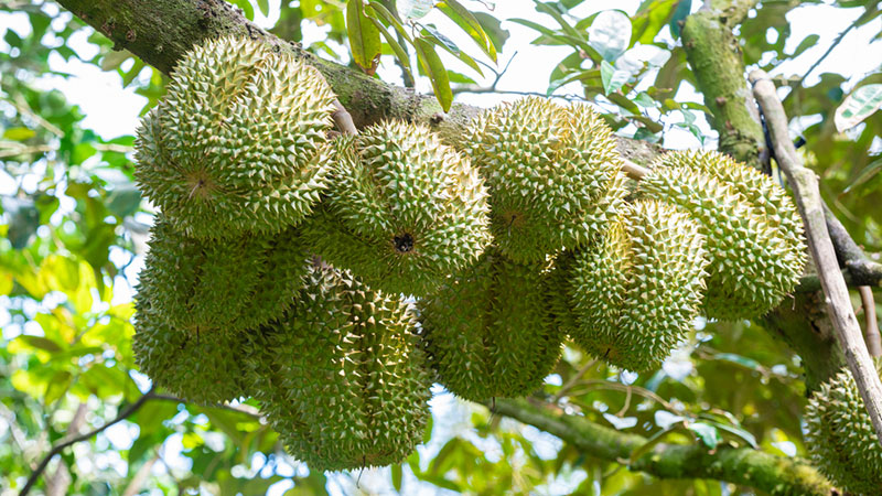 Người dân đổ xô trồng sầu riêng tiềm ẩn nhiều rủi ro khi cung vượt xa cầu
