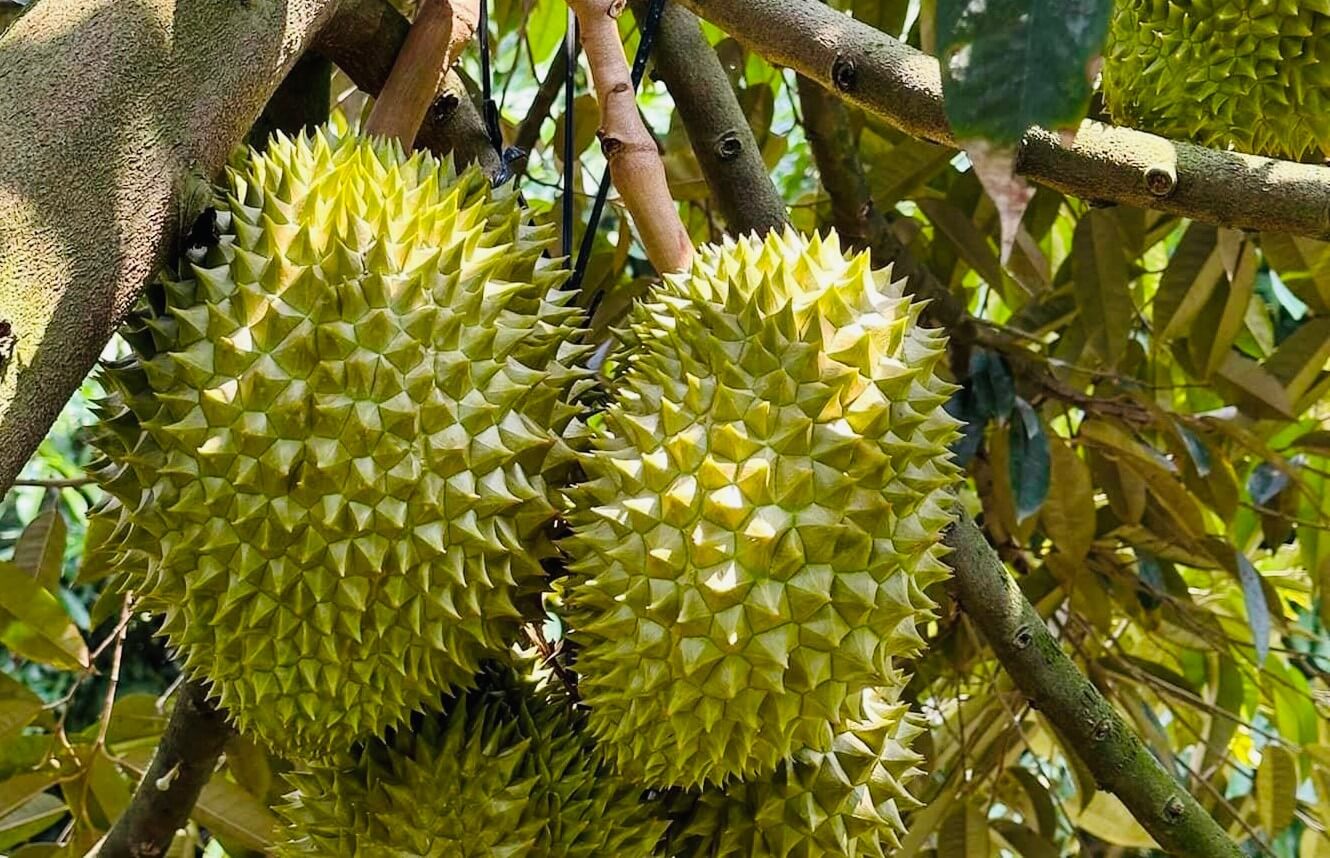 Vua trái cây sầu riêng cạnh tranh bằng chất lượng chứ không chạy theo số lượng