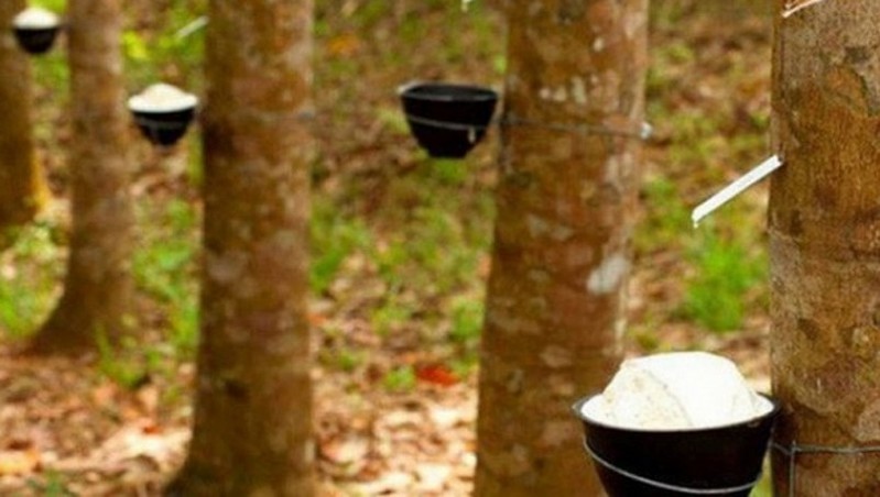 Giá cao su hôm nay 192 Liên tục biến động