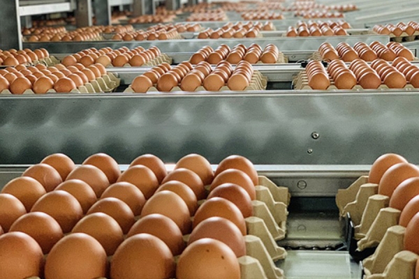 Áp dụng hạn ngạch thuế quan nhập khẩu thuốc lá nguyên liệu trứng gia cầm