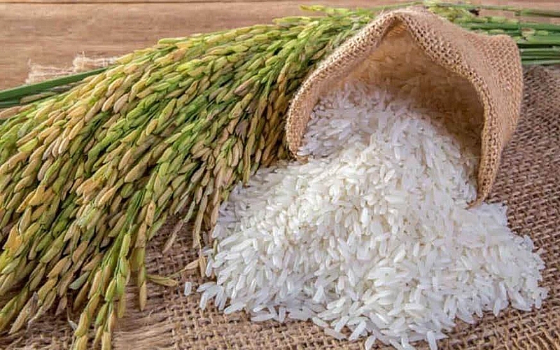 Giá lúa gạo hôm nay 52 Tiếp tục điều chỉnh tăng