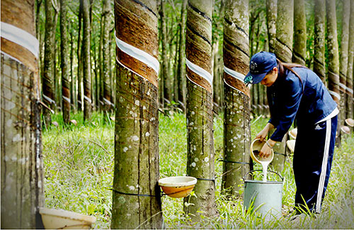 Giá cao su hôm nay 52 Thị trường thế giới đồng loạt giảm