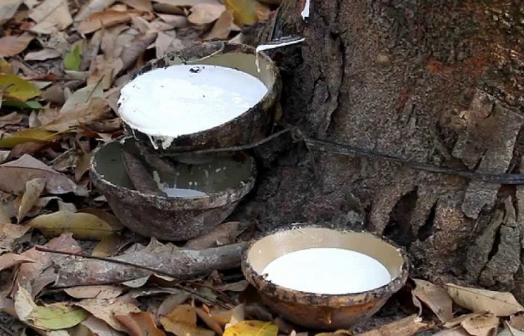 cao su giảm hơn 1