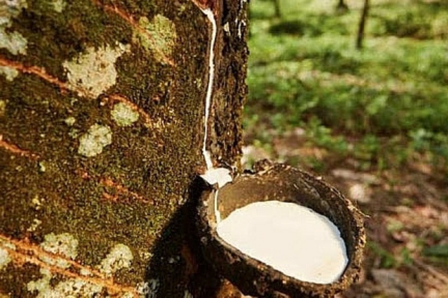 Giá cao su hôm nay 173 Giảm nhẹ trên sàn TOCOM