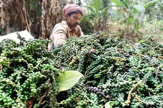 Giá tiêu hôm nay 253 Thị trường ổn định phiên cuối tuần