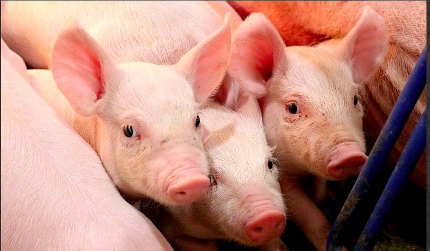 Giá heo hơi hôm nay 194 Tiếp đà tăng cao nhất 2000 đồngkg