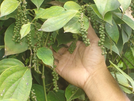 Giá tiêu hôm nay 244