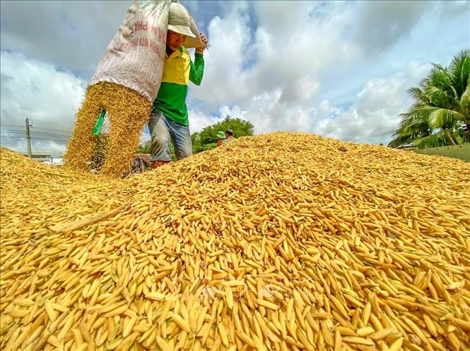 Giá lúa gạo hôm nay 285 Vẫn giữ mức giá ổn định