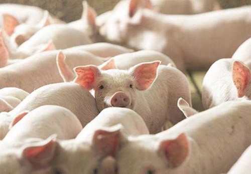 Giá heo hơi hôm nay 236 Tăng rải rác 1000 đồngkg