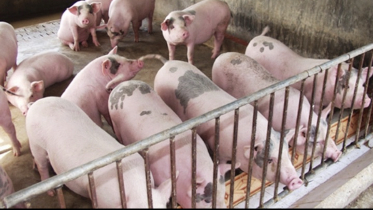 Giá heo hơi hôm nay 86 Khu vực miền Bắc ghi nhận tăng 1000 đồngkg