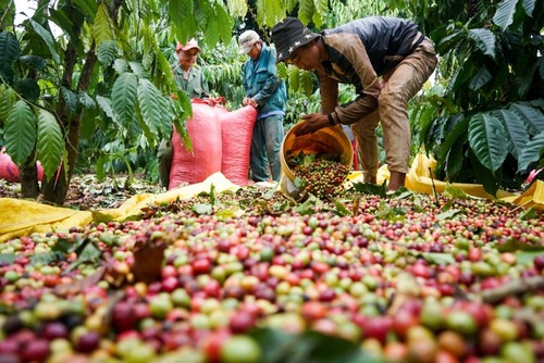 Giá cà phê hôm nay ngày 87 Thị trường ổn định