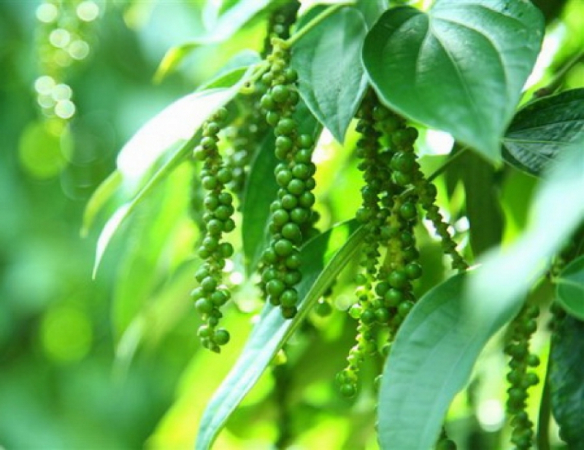 Giá tiêu hôm nay 191 Duy trì đà tăng tại các địa phương