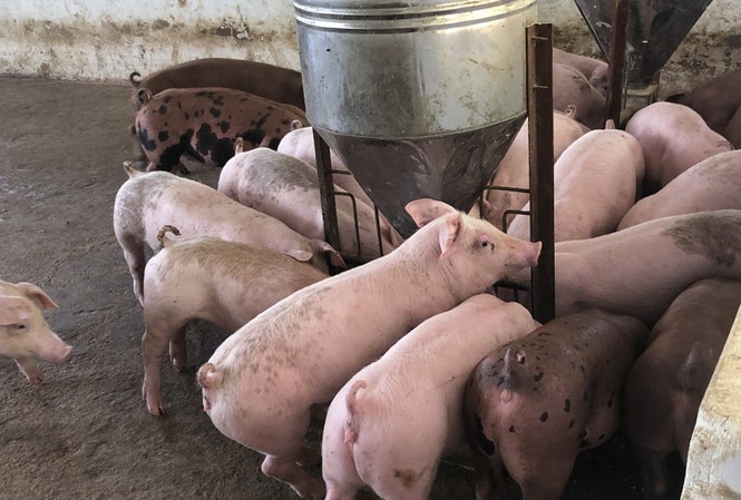Giá heo hơi hôm nay 241 Tăng rải rác ở một vài nơi