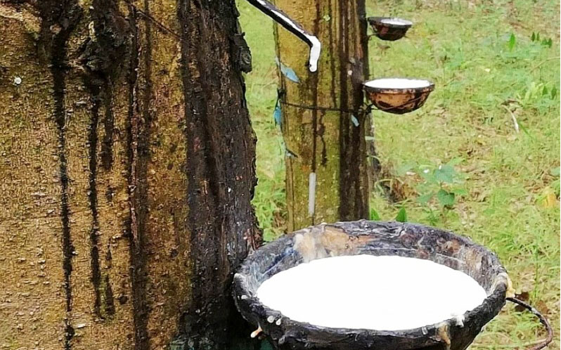 Giá cao su hôm nay 81