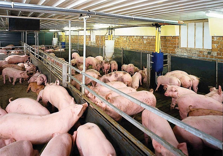 Giá heo hơi hôm nay 242 Không ghi nhận thay đổi