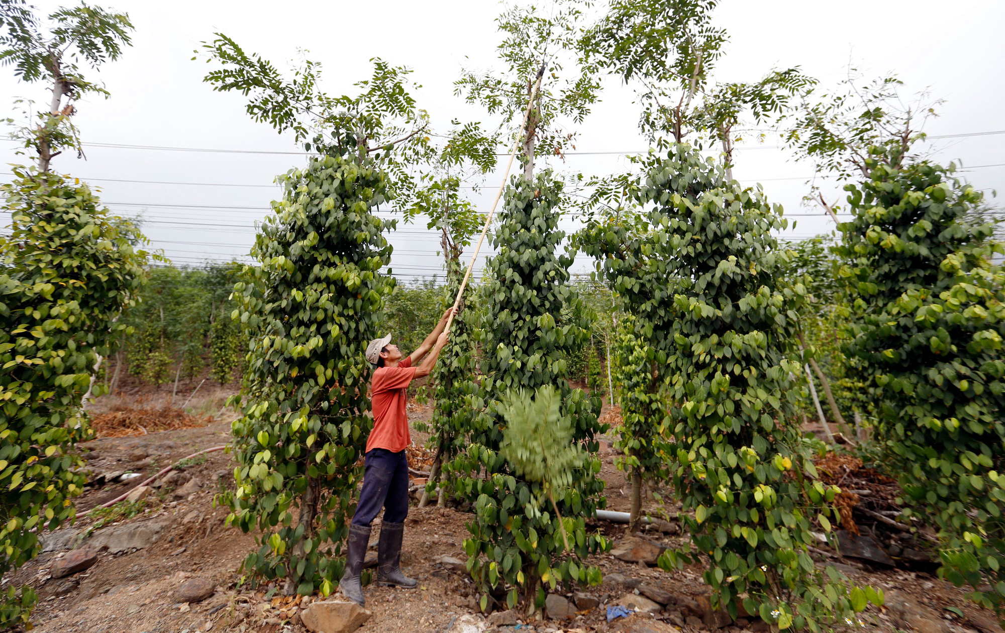 Giá tiêu hôm nay 242 Đồng loạt tăng giá