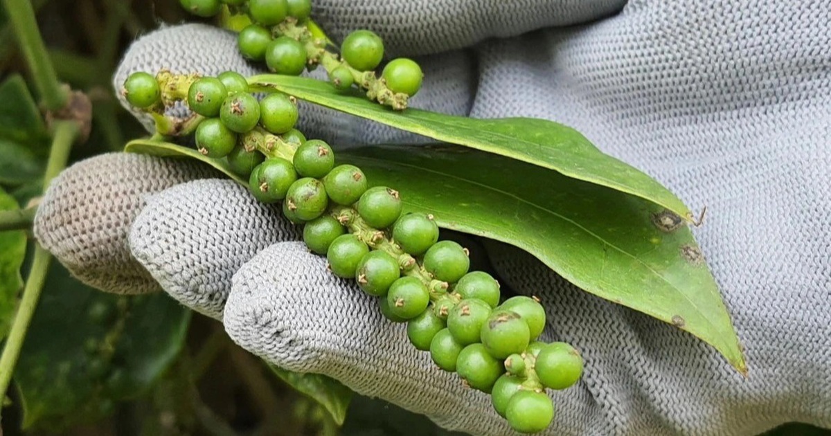 Giá tiêu hôm nay 282 Nằm trong khoảng 91000 94000 đồngkg