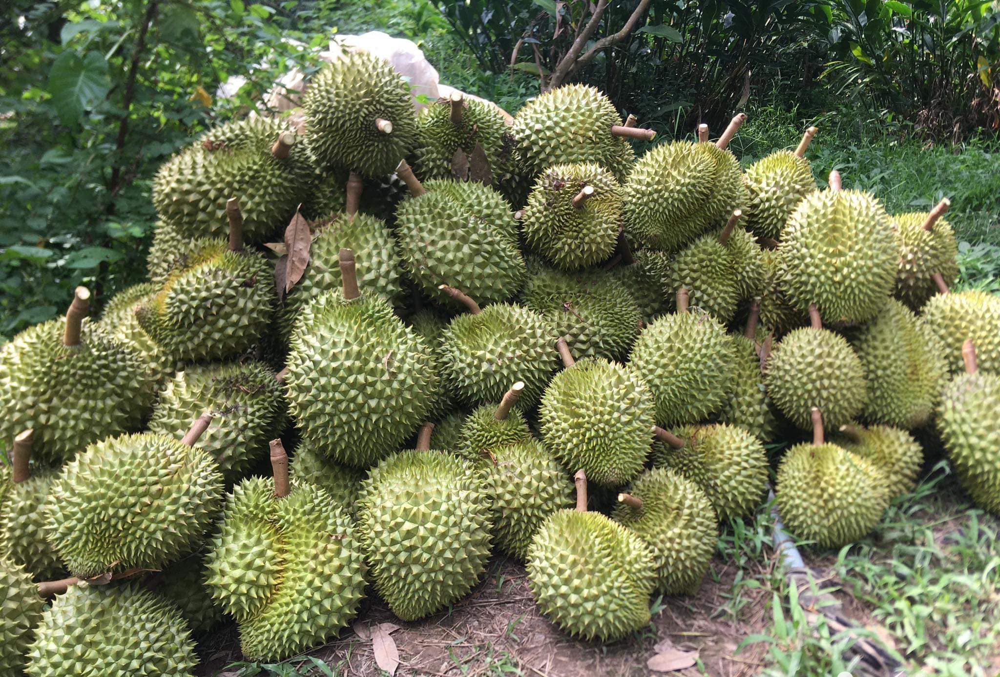 Xuất khẩu khởi sắc giá sầu riêng trong nước liên tục tăng cao