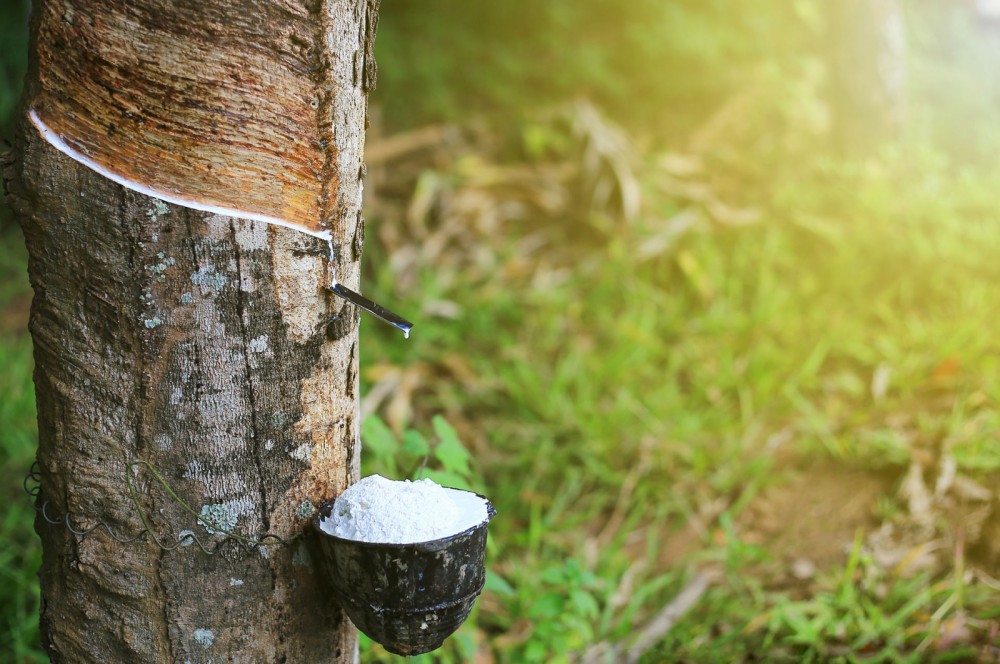 Giá cao su xuất khẩu tăng cao triển vọng tươi sáng cho sản xuất trong nước