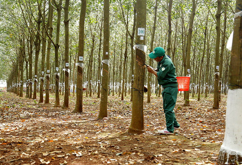 Giá cao su xuất khẩu tăng cao triển vọng tươi sáng cho sản xuất trong nước