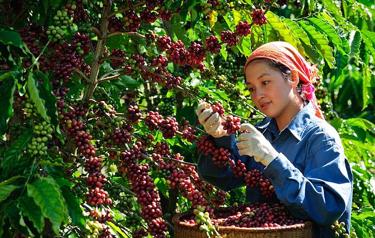 Giá cà phê hôm nay 64 Giảm nhẹ