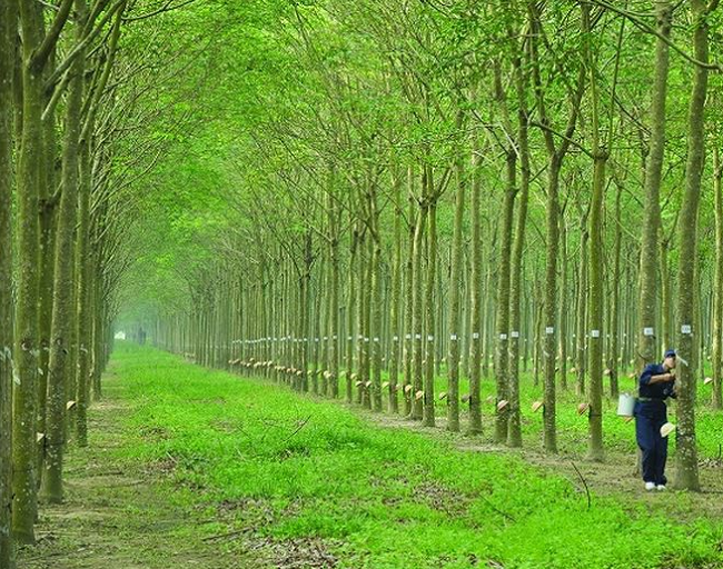 Giá cao su hôm nay 64 Đồng loạt giảm giá