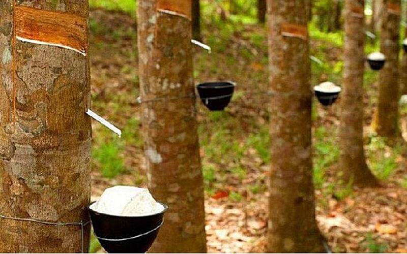 Giá cao su hôm nay 74 Điều chỉnh trên dưới 1