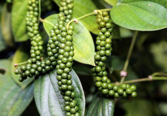 Giá tiêu hôm nay ngày 84 